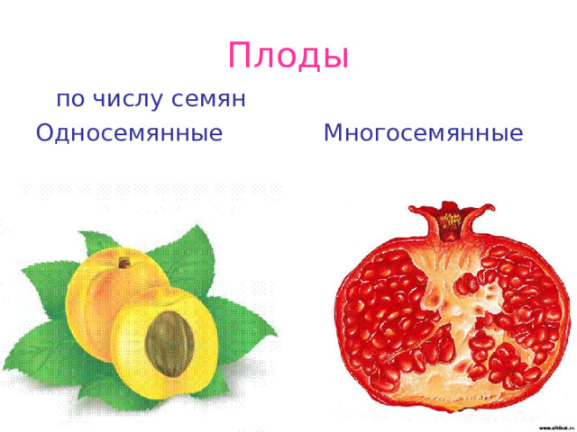 Плоды     по числу семян Односемянные   Многосемянные 