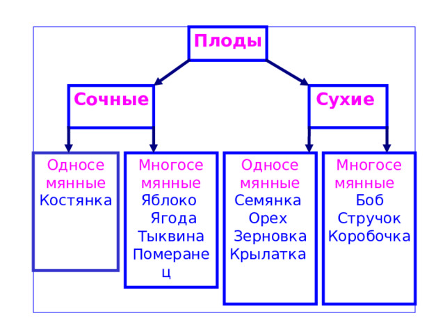 Плоды  Сухие Сочные  Односе мянные Многосе мянные Односе мянные Многосе мянные Боб Стручок Коробочка Яблоко  Ягода Тыквина Померанец  Костянка   Семянка Орех Зерновка Крылатка  