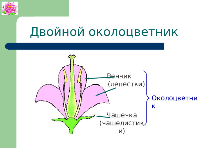 Двойной околоцветник Венчик (лепестки)  Околоцветник Чашечка (чашелистики) 