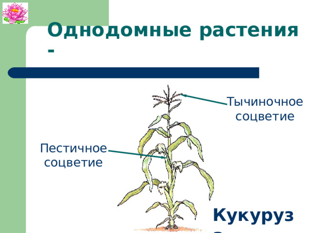 Однодомные растения - Тычиночное соцветие Пестичное соцветие Кукуруза 