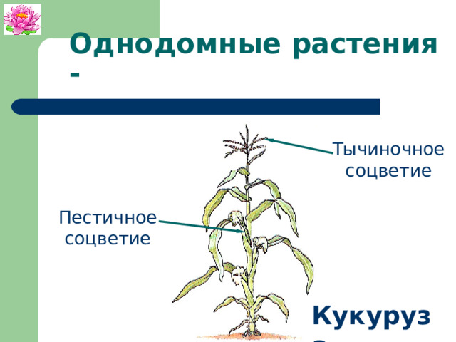 Однодомные растения. Однодомные растения это в биологии. Однодомные мхи. Разделение полов у растений.