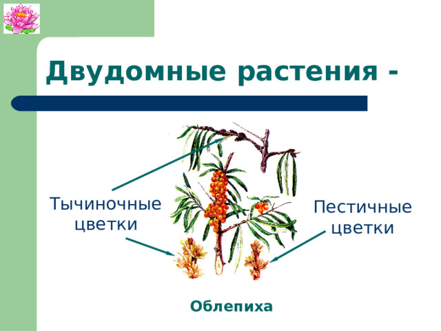 Двудомные растения - Тычиночные цветки Пестичные цветки Облепиха 