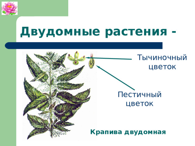 Двудомные растения - Тычиночный цветок Пестичный цветок Крапива двудомная 