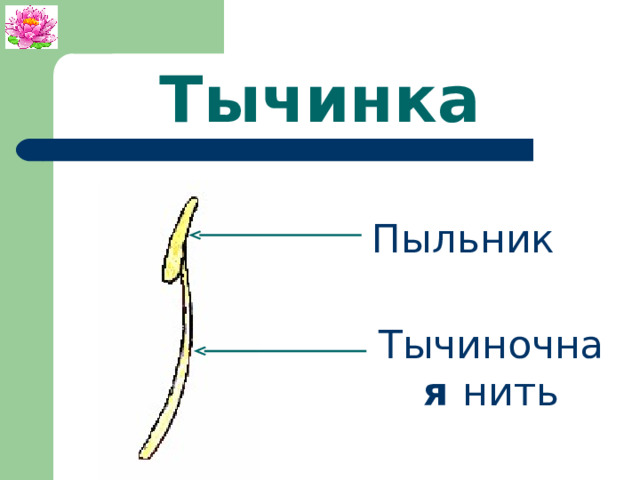 Тычинка Пыльник Тычиночна я нить 