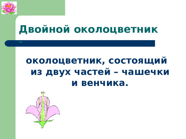 Двойной околоцветник - околоцветник, состоящий из двух частей – чашечки и венчика. 