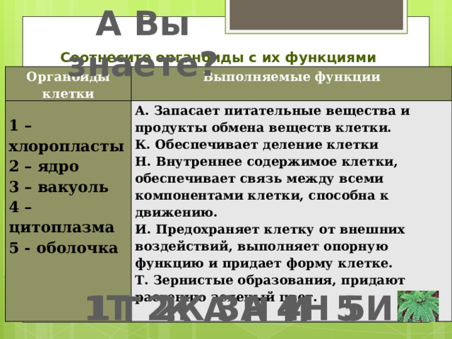 А Вы знаете?   Соотнесите органоиды с их функциями Органоиды клетки Выполняемые функции  А. Запасает питательные вещества и продукты обмена веществ клетки. 1 – хлоропласты 2 – ядро К. Обеспечивает деление клетки Н. Внутреннее содержимое клетки, обеспечивает связь между всеми компонентами клетки, способна к движению. 3 – вакуоль 4 – цитоплазма И. Предохраняет клетку от внешних воздействий, выполняет опорную функцию и придает форму клетке. 5 - оболочка Т. Зернистые образования, придают растению зеленый цвет.  Ответ: 1Т 2К 3А 4Н 5И – ТКАНИ – - триггер - рисунок 1 2 3 4 5 1Т 2К 3А 4Н 5И Т К А Н И  