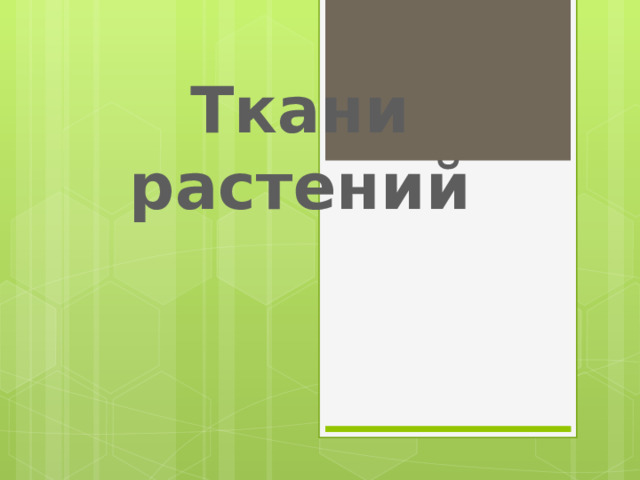 Ткани растений 