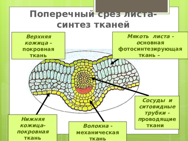 Мякоть листа название