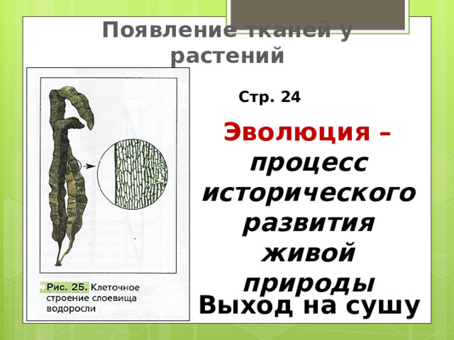 Появление тканей у растений Стр. 24 Эволюция – процесс исторического развития живой природы Выход на сушу 