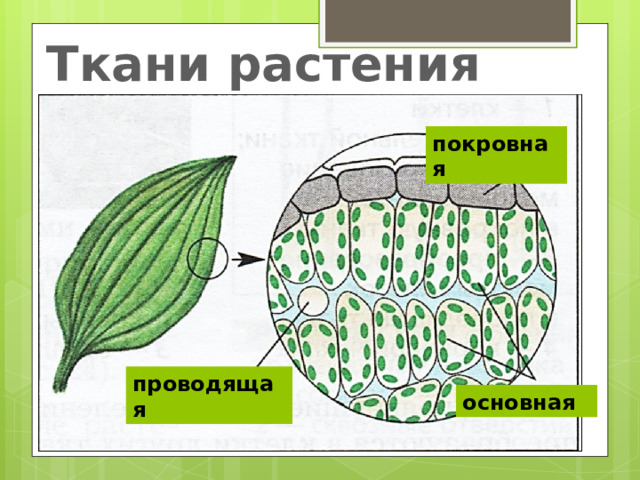 Ткани растения покровная Гиперссылка на видеофрагмент - рисунок проводящая основная  