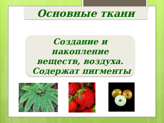 Основные ткани Создание и накопление веществ, воздуха.  Содержат пигменты 