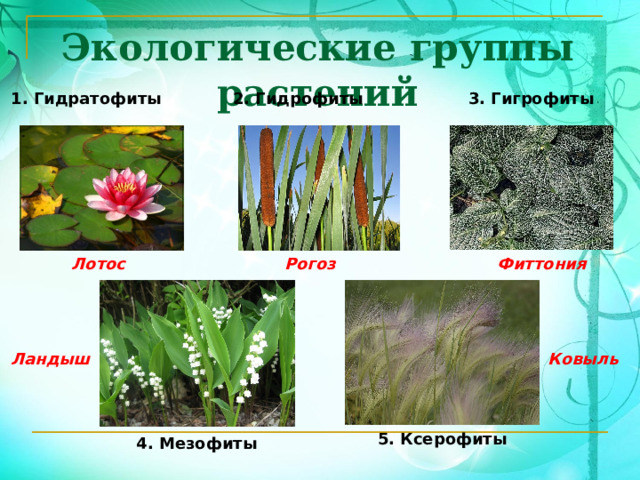Экологические группы растений 1. Гидратофиты 2. Гидрофиты 3. Гигрофиты Лотос Рогоз Фиттония Ландыш Ковыль 5. Ксерофиты 4. Мезофиты 