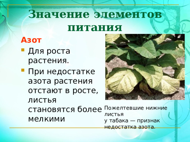 Значение элементов питания Азот Для роста растения. При недостатке азота растения отстают в росте, листья становятся более мелкими Пожелтевшие нижние листья у табака — признак недостатка азота. 