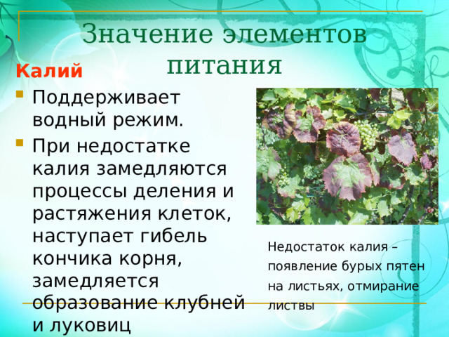 Значение элементов питания Калий Поддерживает водный режим. При недостатке калия замедляются процессы деления и растяжения клеток, наступает гибель кончика корня, замедляется образование клубней и луковиц Недостаток калия – появление бурых пятен на листьях, отмирание листвы 