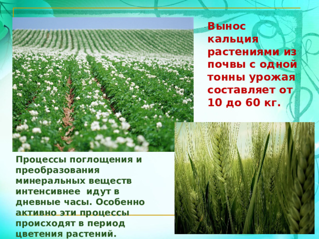 Вынос кальция растениями из почвы с одной тонны урожая составляет от 10 до 60 кг. Процессы поглощения и преобразования минеральных веществ интенсивнее идут в дневные часы. Особенно активно эти процессы происходят в период цветения растений. 