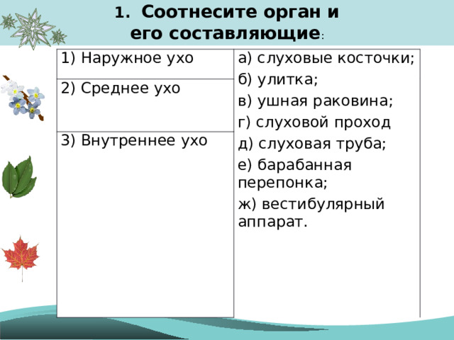 1. Соотнесите орган и его составляющие : 1) Наружное ухо а) слуховые косточки; б) улитка; в) ушная раковина; г) слуховой проход д) слуховая труба; е) барабанная перепонка; ж) вестибулярный аппарат. 2) Среднее ухо 3) Внутреннее ухо 