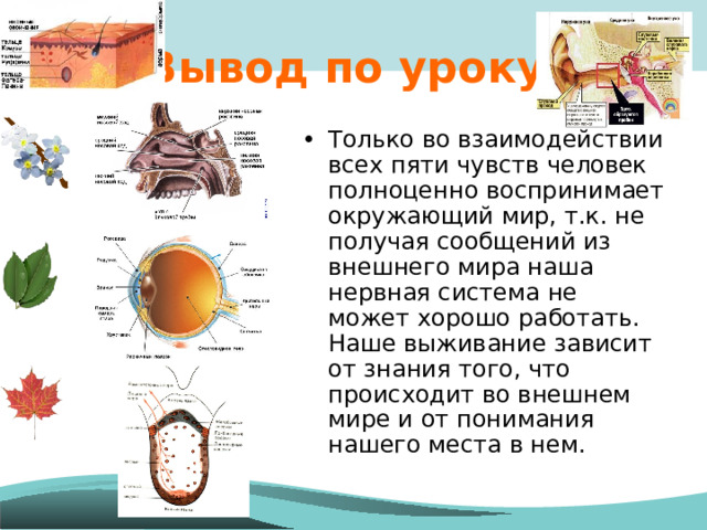 Вывод по уроку: Только во взаимодействии всех пяти чувств человек полноценно воспринимает окружающий мир, т.к. не получая сообщений из внешнего мира наша нервная система не может хорошо работать. Наше выживание зависит от знания того, что происходит во внешнем мире и от понимания нашего места в нем. 