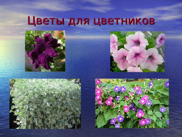 Цветы для цветников 