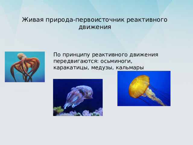 Живая природа-первоисточник реактивного движения   По принципу реактивного движения передвигаются: осьминоги, каракатицы, медузы, кальмары 