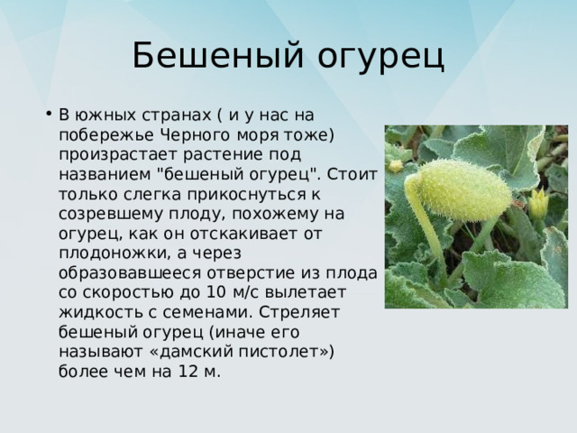 Бешеный огурец В южных странах ( и у нас на побережье Черного моря тоже) произрастает растение под названием 