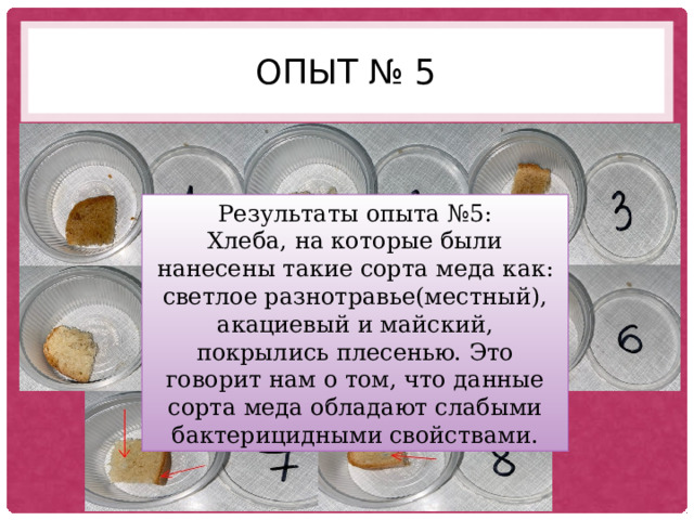 Опыт № 5 Результаты опыта №5: Хлеба, на которые были нанесены такие сорта меда как: светлое разнотравье(местный), акациевый и майский, покрылись плесенью. Это говорит нам о том, что данные сорта меда обладают слабыми бактерицидными свойствами. 