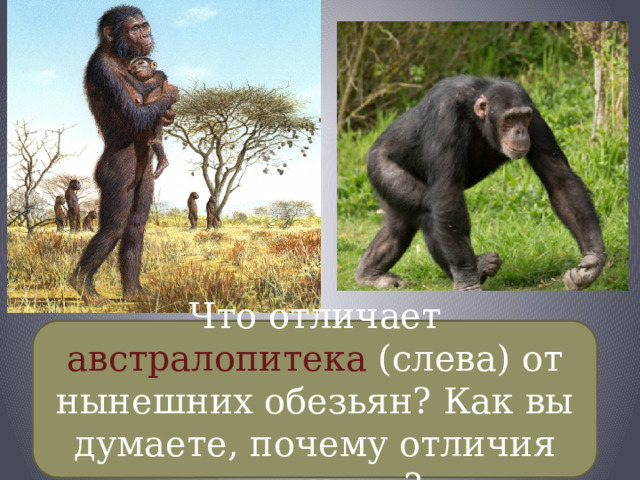 Что отличает австралопитека (слева) от нынешних обезьян? Как вы думаете, почему отличия появились? 