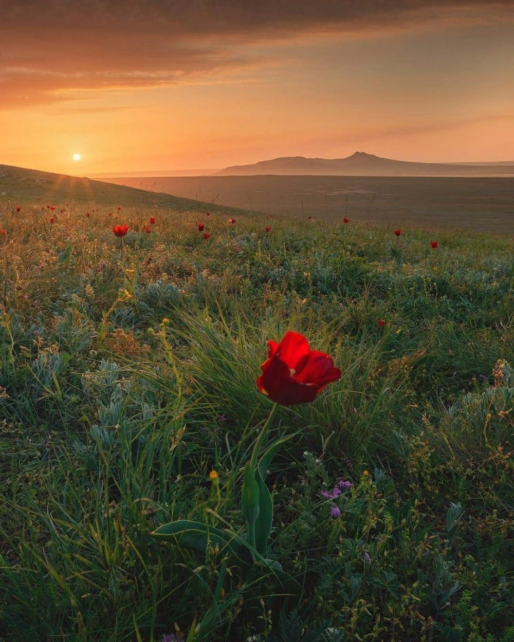 Картинки про степь