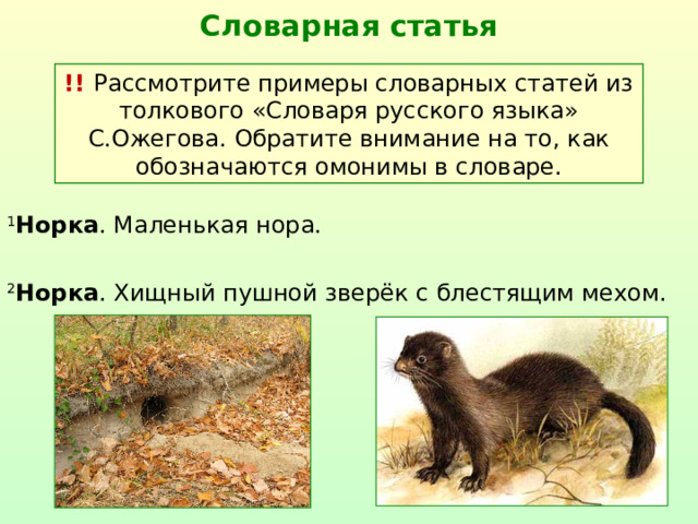 Словарная статья !! Рассмотрите примеры словарных статей из толкового «Словаря русского языка» С.Ожегова. Обратите внимание на то, как обозначаются омонимы в словаре. 1 Норка . Маленькая нора. 2 Норка . Хищный пушной зверёк с блестящим мехом.  