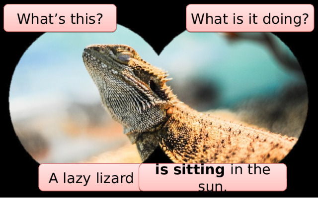What’s this? What is it doing? A lazy lizard is sitting in the sun. 