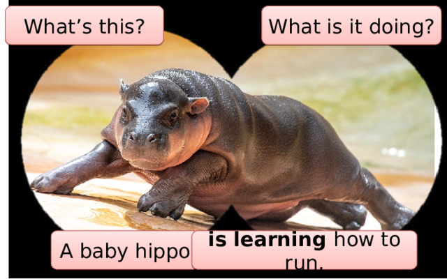 What’s this? What is it doing? A baby hippo is learning how to run. 