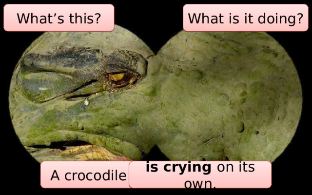 What’s this? What is it doing? A crocodile is crying on its own. 