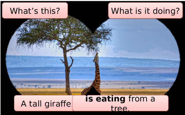 What’s this? What is it doing?  A tall giraffe is eating from a tree. 