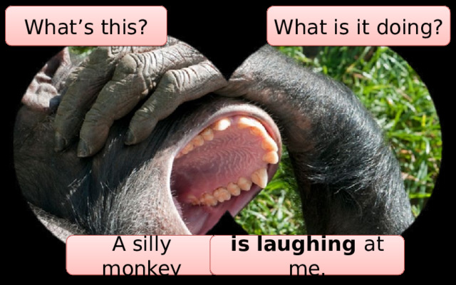 What’s this? What is it doing? A silly monkey is laughing at me. 