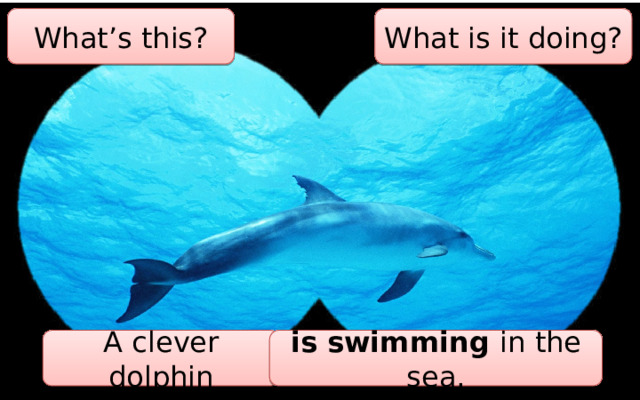 What’s this? What is it doing? A clever dolphin is swimming in the sea. 