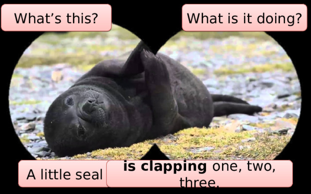 What’s this? What is it doing? A little seal is clapping one, two, three. 
