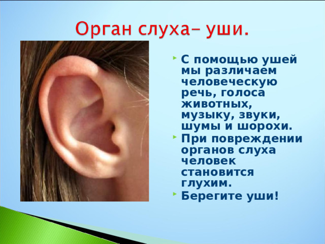 С помощью ушей мы различаем человеческую речь, голоса животных, музыку, звуки, шумы и шорохи. При повреждении органов слуха человек становится глухим. Берегите уши! 