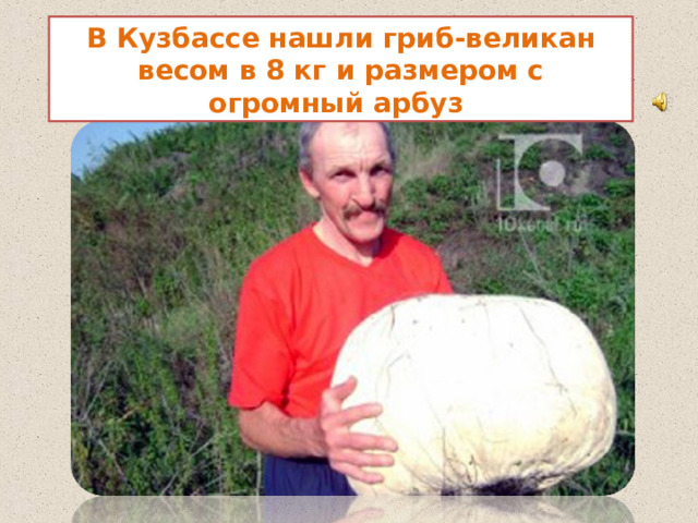 В Кузбассе нашли гриб-великан весом в 8 кг и размером с огромный арбуз 