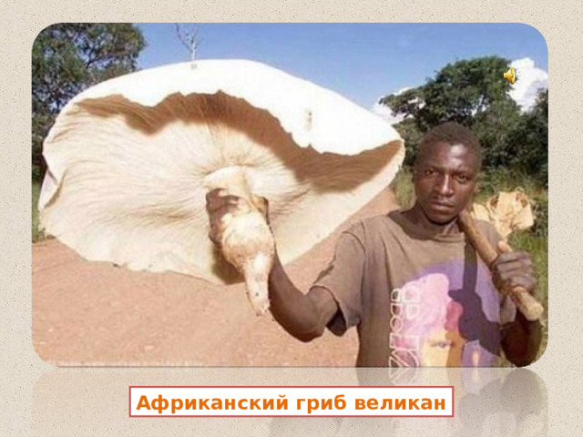 Африканский гриб великан 