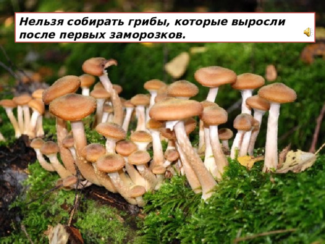 Нельзя собирать грибы, которые выросли после первых заморозков. 