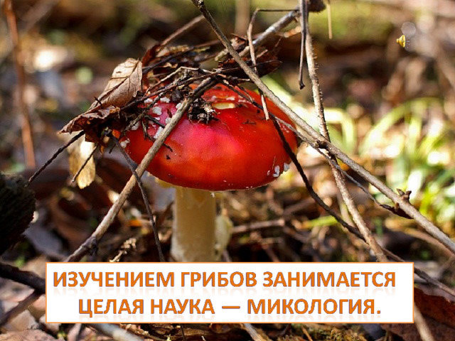 Изучением грибов занимается целая наука — микология, причем область применения разных видов очень широка. Так, плесневые грибы используются в микробиологической и фармацевтической промышленности для получения витаминов, антибиотиков и ферментов.  