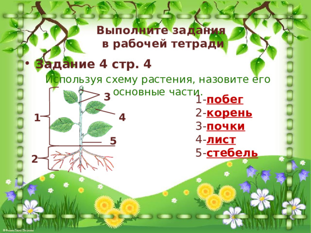 Выполните задания  в рабочей тетради Задание 4 стр. 4 Используя схему растения, назовите его основные части. 3 1- побег 2- корень 3- почки 4- лист 5- стебель  4 1 5 2 