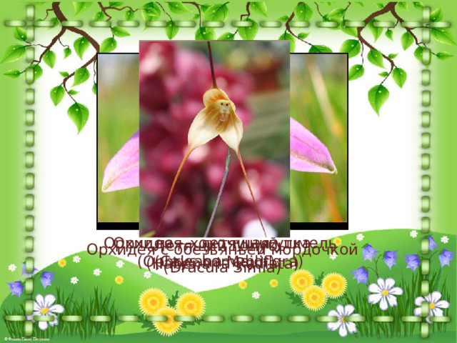  Летящий голубь (Habenaria Radiata) Орхидея – хохочущий шмель Орхидея – летящая утка (Ophrys bomybliflora) (Caleana Major) Орхидея с обезьяньей мордочкой (Dracula Simia) 