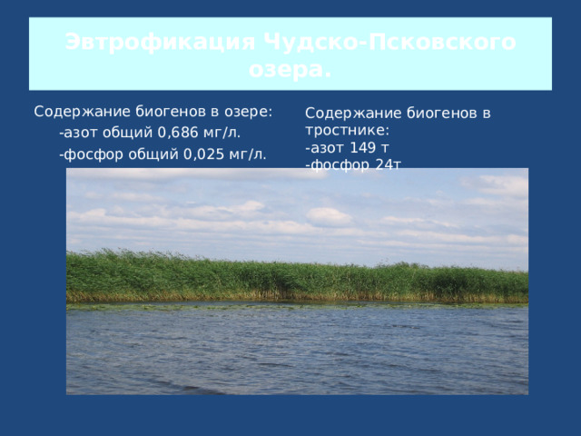 Эвтрофикация Чудско-Псковского озера. Содержание биогенов в озере:  -азот общий 0,686 мг / л.  -фосфор общий 0,025 мг / л. Содержание биогенов в тростнике: -азот 149 т -фосфор 24т 
