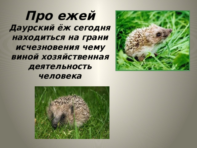 Про ежей  Даурский ёж сегодня находиться на грани исчезновения чему виной хозяйственная деятельность человека 