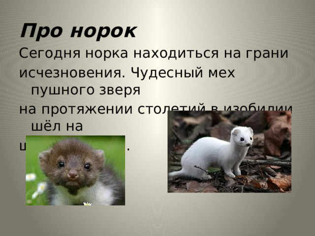 Про норок Сегодня норка находиться на грани исчезновения. Чудесный мех пушного зверя на протяжении столетий в изобилии шёл на шубы и шапки. 