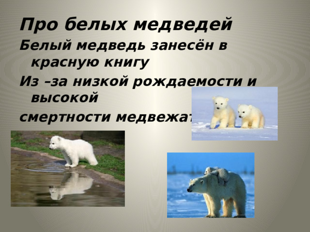 Про белых медведей Белый медведь занесён в красную книгу Из –за низкой рождаемости и высокой смертности медвежат 