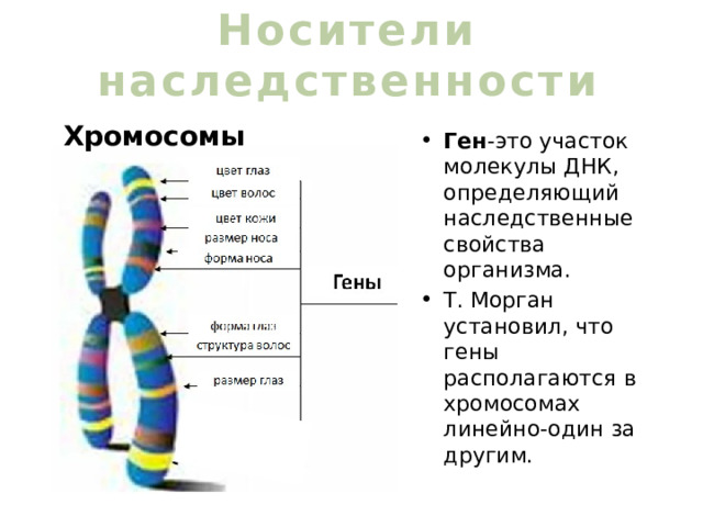 Носители наследственности Хромосомы Ген -это участок молекулы ДНК, определяющий наследственные свойства организма. Т. Морган установил, что гены располагаются в хромосомах линейно-один за другим. 