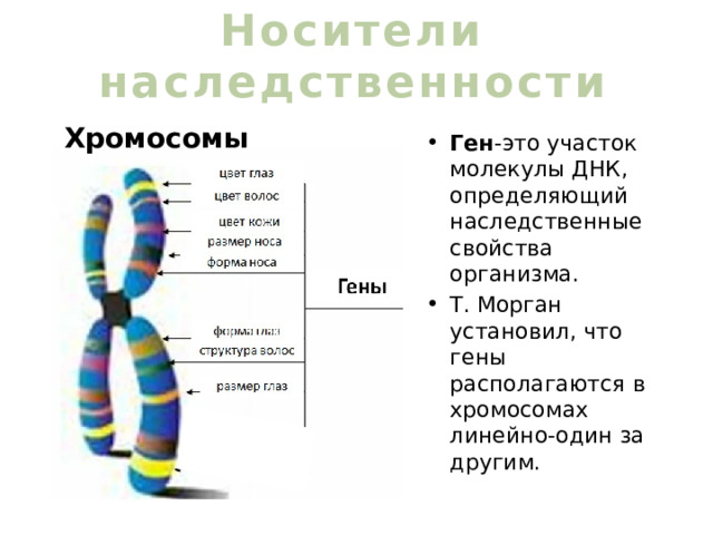 Гены расположенные в одной хромосоме