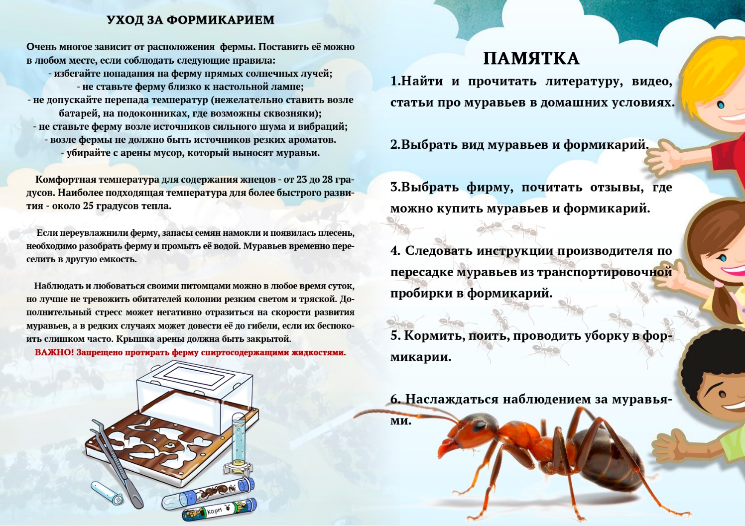 Муравьи проект в доу