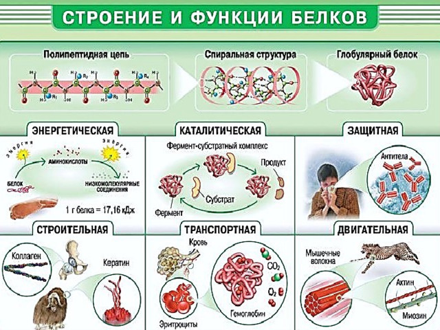 Белки строение функции примеры Электронное методическое пособие лекционного занятия На тему: "Организация питан